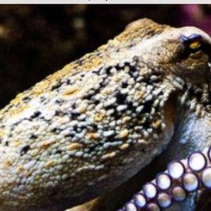 Meet your Posher, Kevin